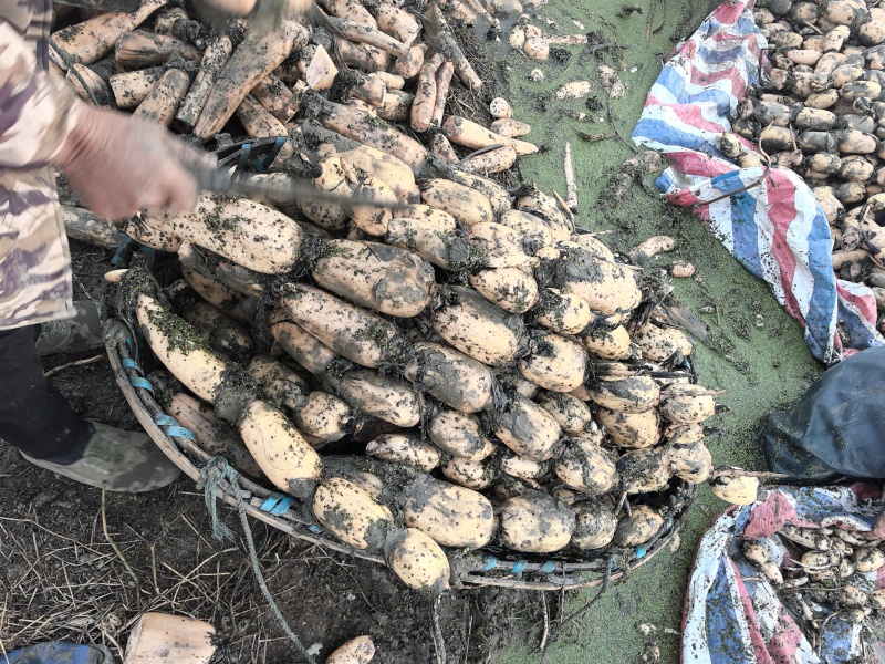 湖北莲藕产地直销。