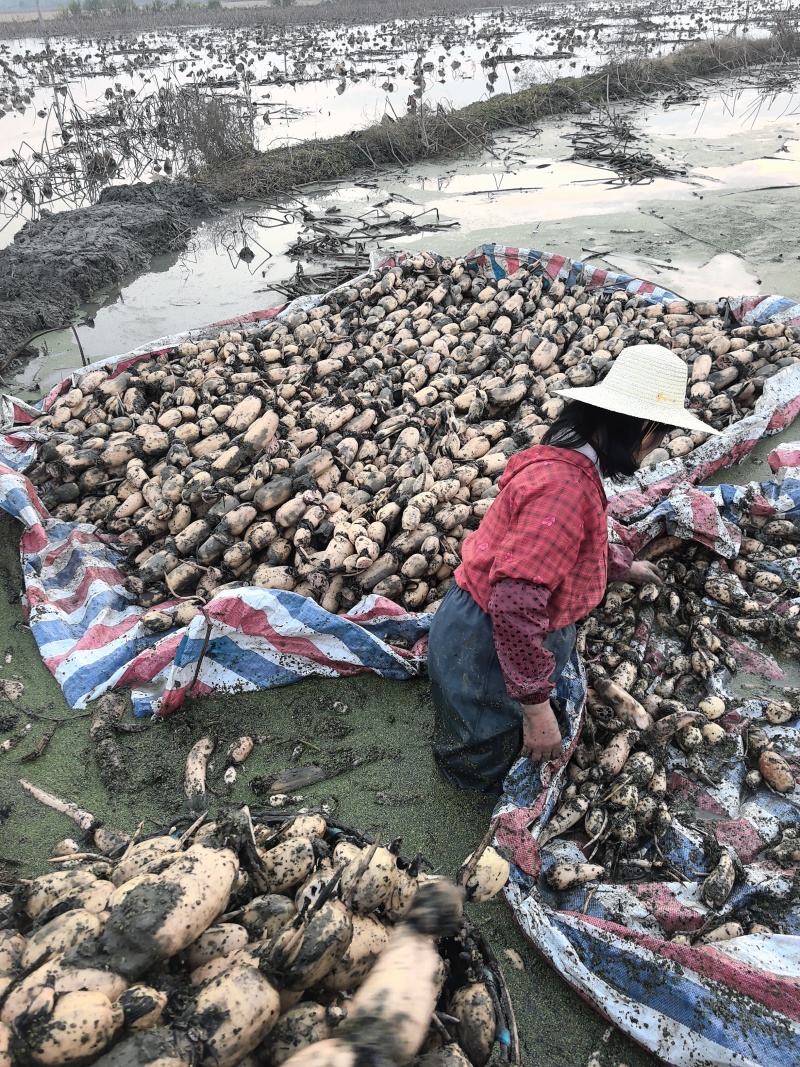 湖北莲藕产地直销。