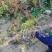 映山红杯苗，映山红钵苗，映山红营养杯苗