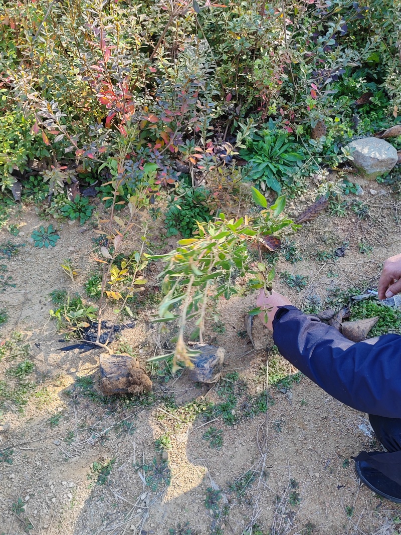 映山红杯苗，映山红钵苗，映山红营养杯苗