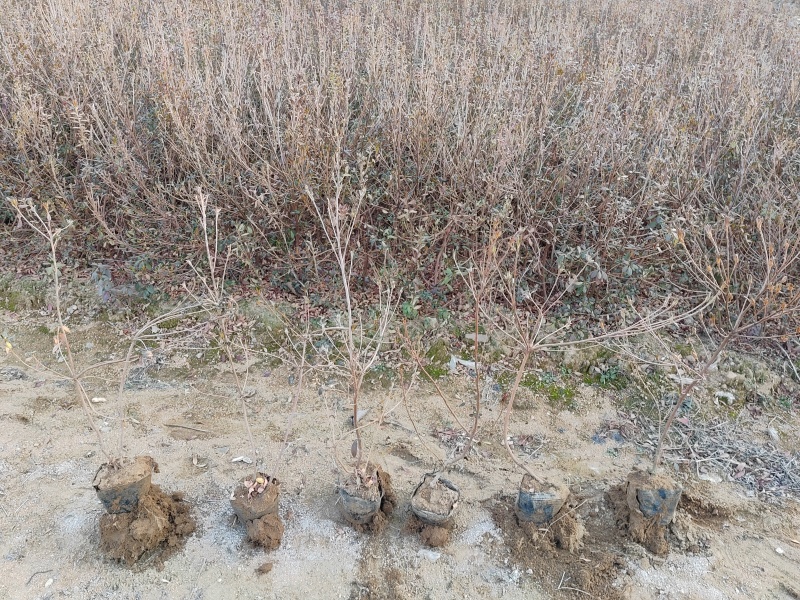 映山红杯苗，映山红钵苗，映山红营养杯苗