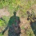 映山红杯苗，映山红钵苗，映山红营养杯苗