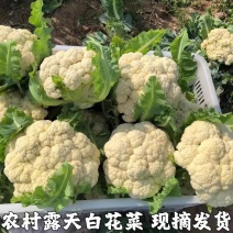 花菜实菜花石菜花产地看货论价支持打款发货