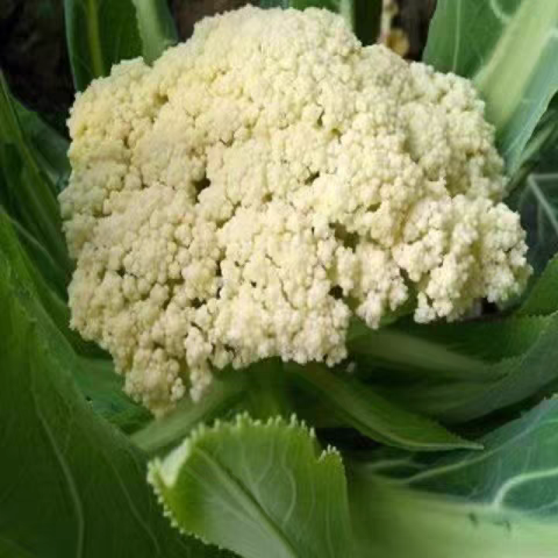 花菜实菜花石菜花产地看货论价支持打款发货