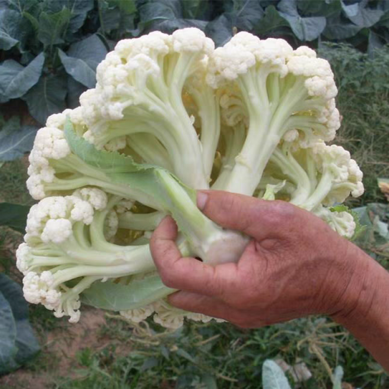 花菜实菜花石菜花产地看货论价支持打款发货