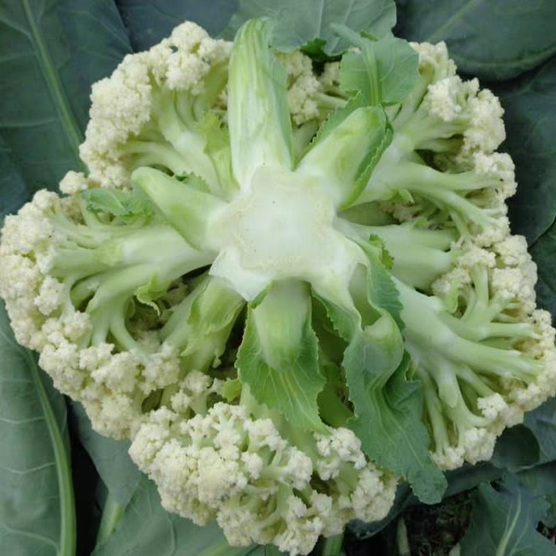 花菜实菜花石菜花产地看货论价支持打款发货