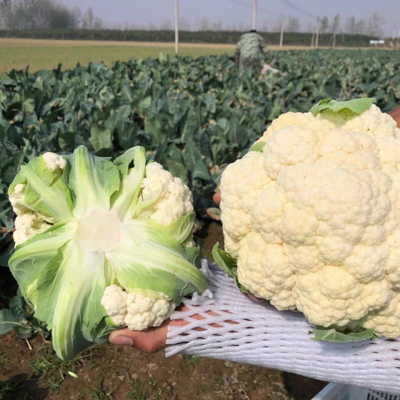 花菜实菜花石菜花产地看货论价支持打款发货