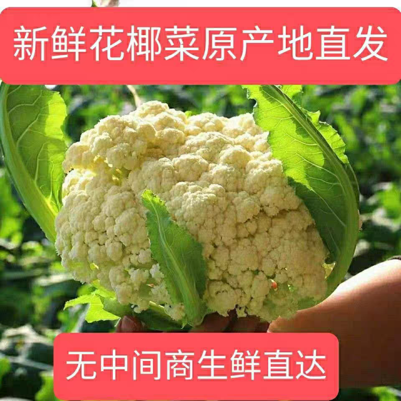 花菜实菜花石菜花产地看货论价支持打款发货