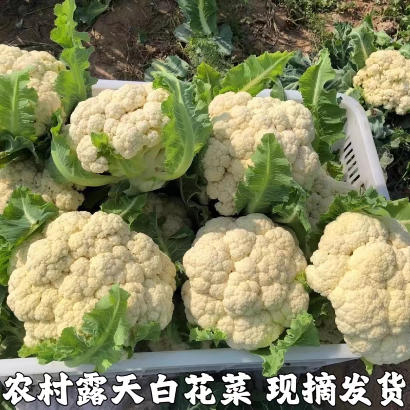 花菜实菜花石菜花产地看货论价支持打款发货