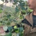 13号苹果枣