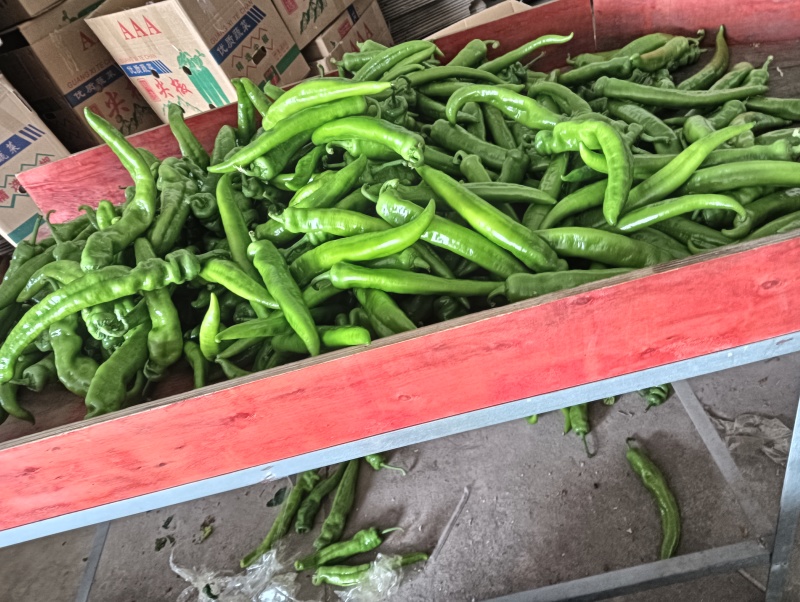 北海福成常乐大棚黄皮尖椒牛椒产地直发量大价优对接全国客商