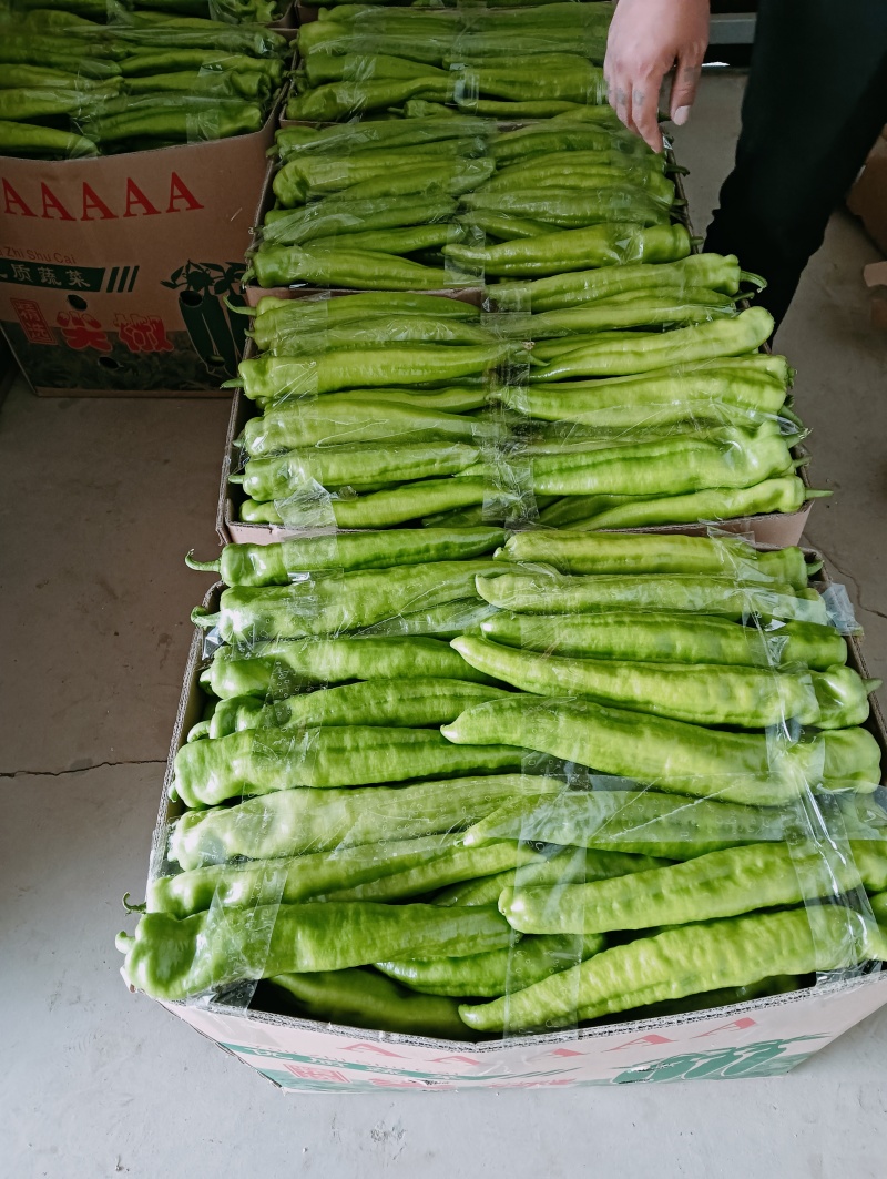 北海福成常乐大棚黄皮尖椒牛椒产地直发量大价优对接全国客商