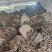 桂皮碎桂碎肉桂香料调料调味品桂皮碎桂碎肉桂香料调料