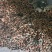 桂皮碎桂碎肉桂香料调料调味品桂皮碎桂碎肉桂香料调料