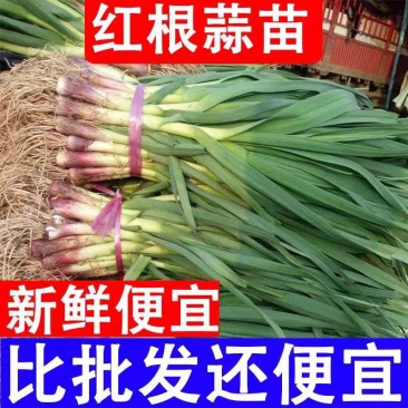 一点红蒜苗产地看货论价保质保量欢迎订购