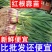 一点红蒜苗产地看货论价保质保量欢迎订购