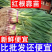 一点红蒜苗产地看货论价保质保量欢迎订购