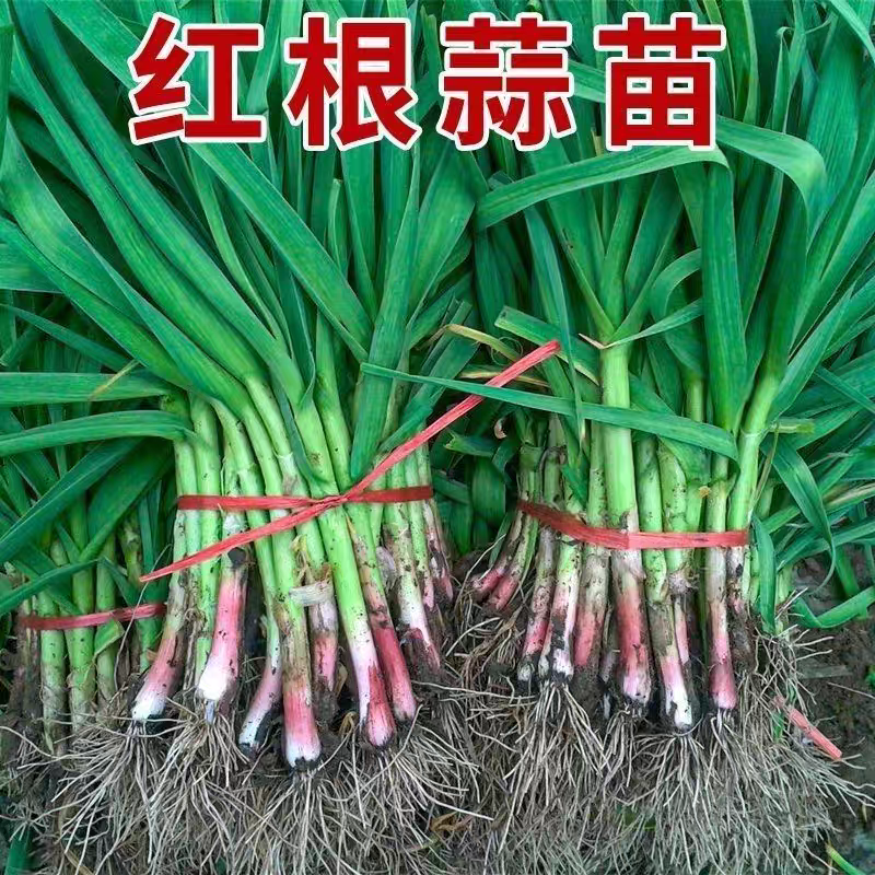 一点红蒜苗产地看货论价保质保量欢迎订购