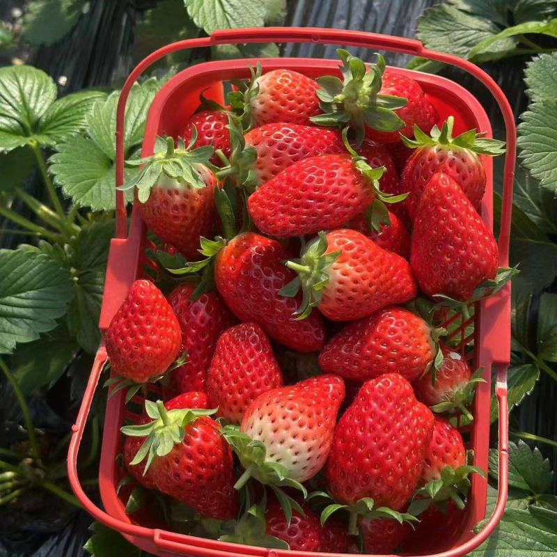 河南灵宝大棚草莓大量上市，现摘现发