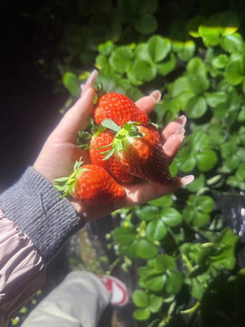 河南灵宝大棚草莓大量上市，现摘现发