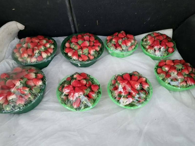 河南灵宝大棚草莓大量上市，现摘现发