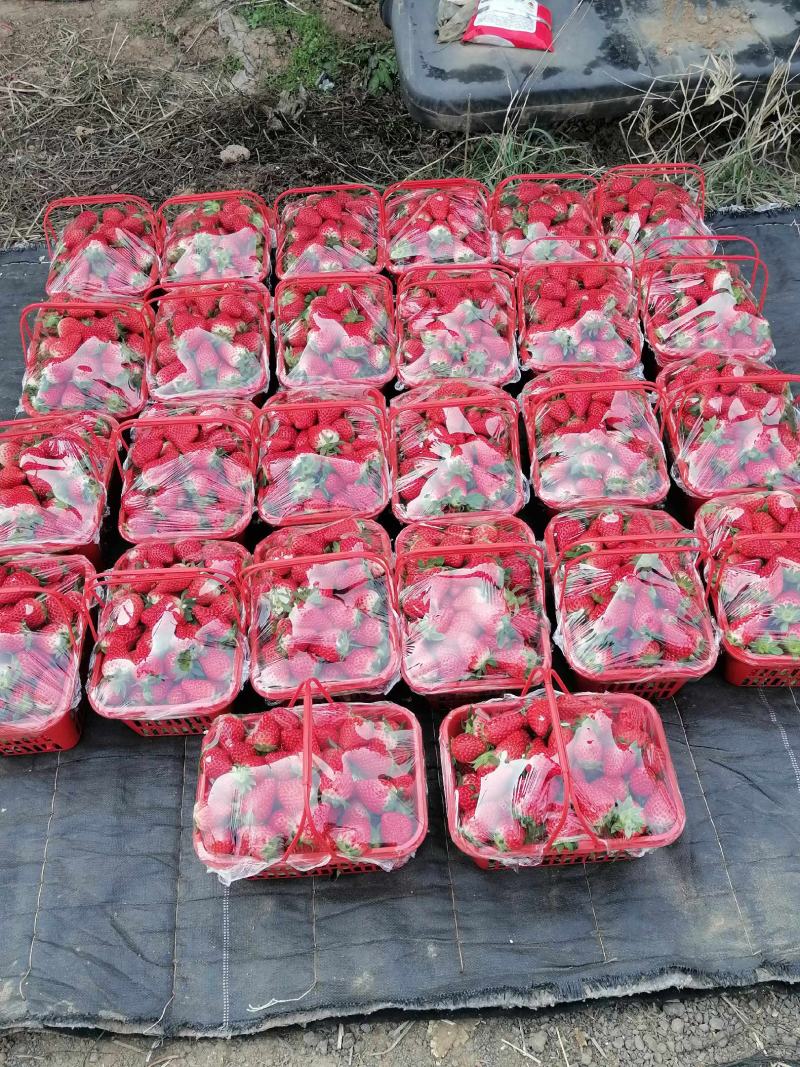 河南灵宝大棚草莓大量上市，现摘现发
