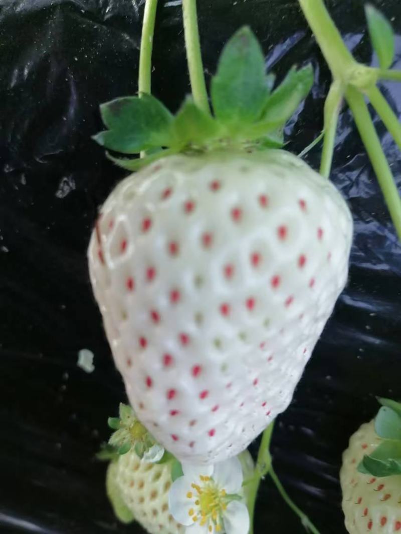 河南灵宝大棚草莓大量上市，现摘现发