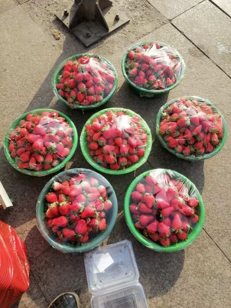 河南灵宝大棚草莓大量上市，现摘现发