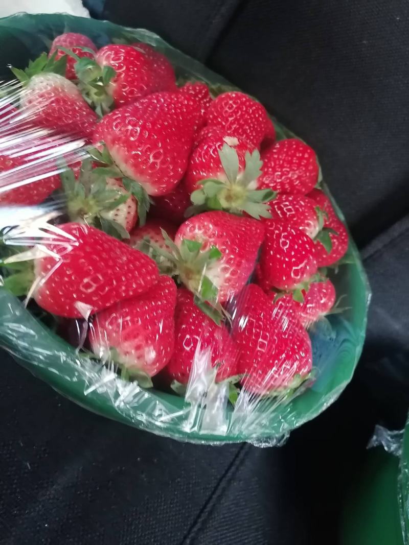 河南灵宝大棚草莓大量上市，现摘现发