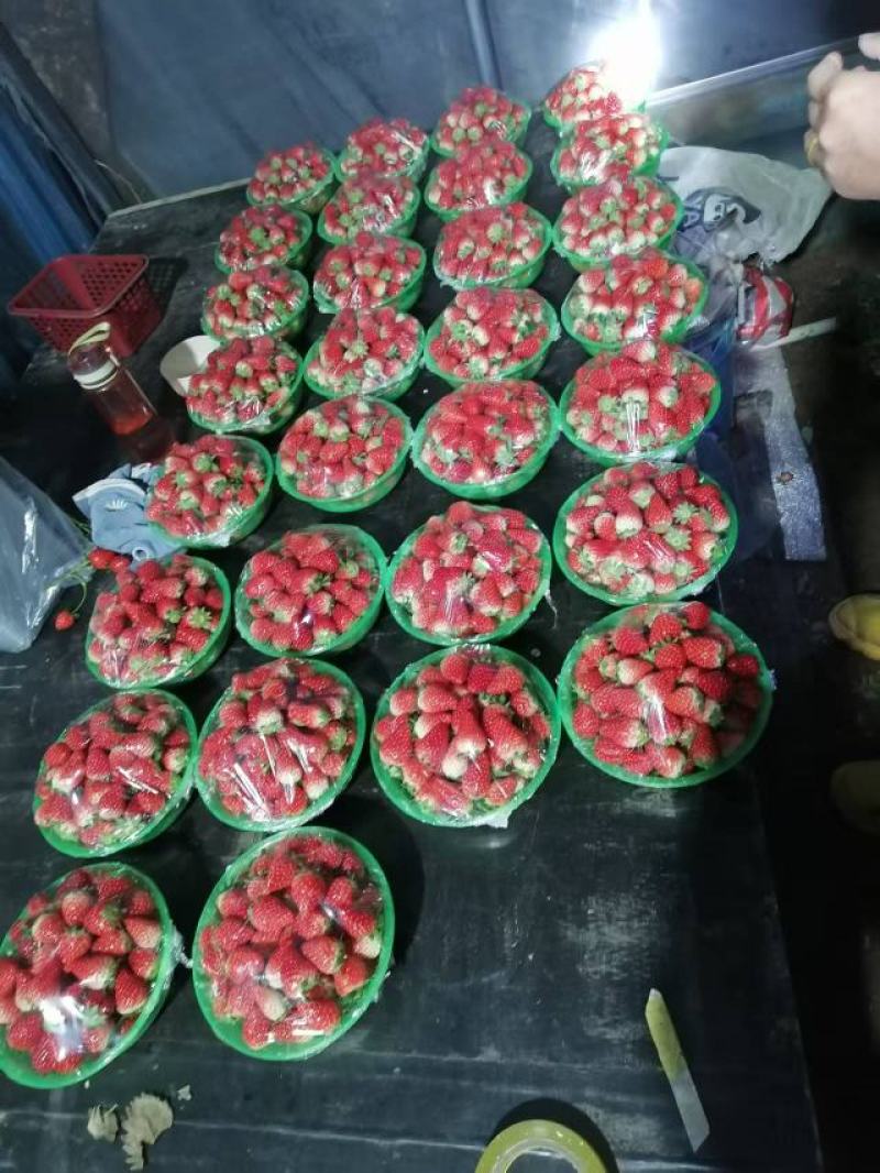河南灵宝大棚草莓大量上市，现摘现发