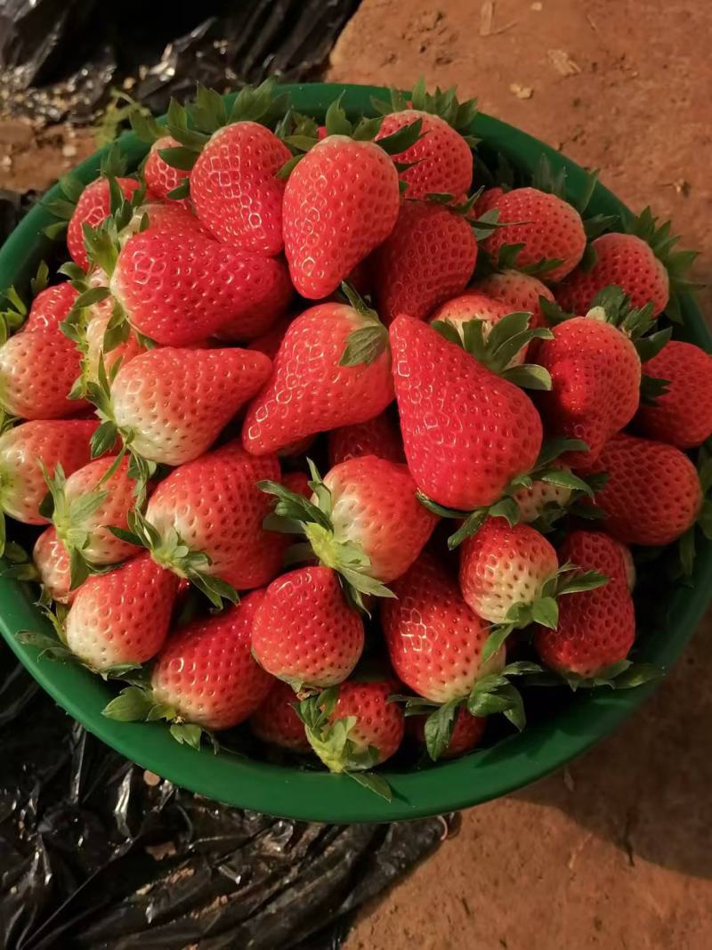 河南灵宝大棚草莓大量上市，现摘现发