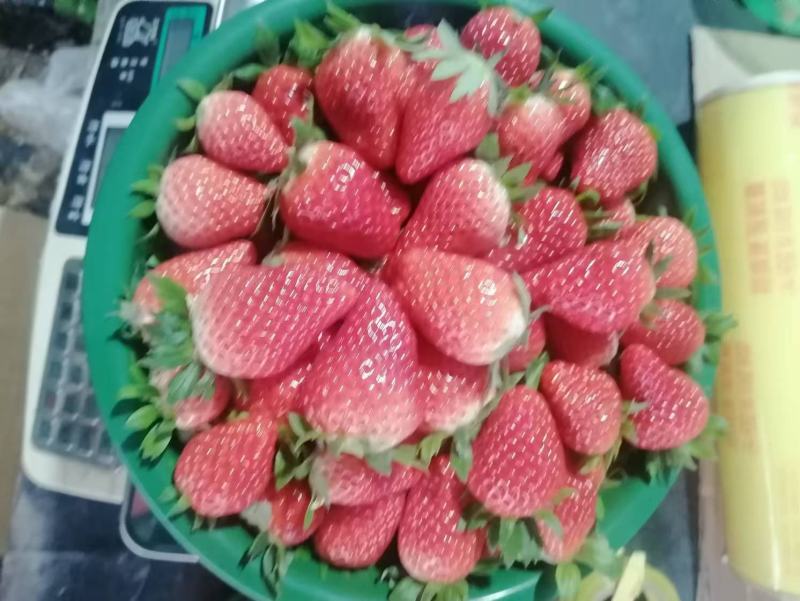 河南灵宝大棚草莓大量上市，现摘现发