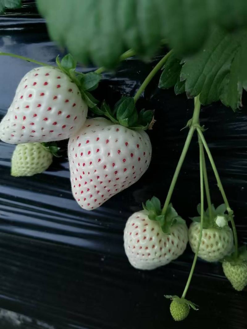 河南灵宝大棚草莓大量上市，现摘现发
