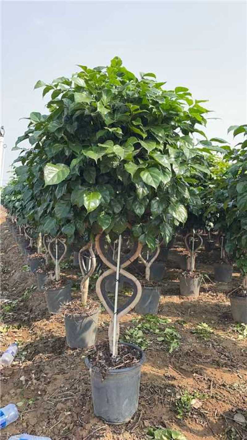 【精品】绿宝树可视频看货存活率高可提供技术指导