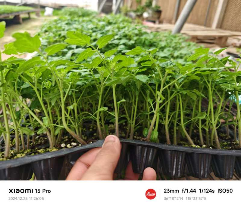 6号圣女果苗小番茄苗存活率高山东种苗基地直发