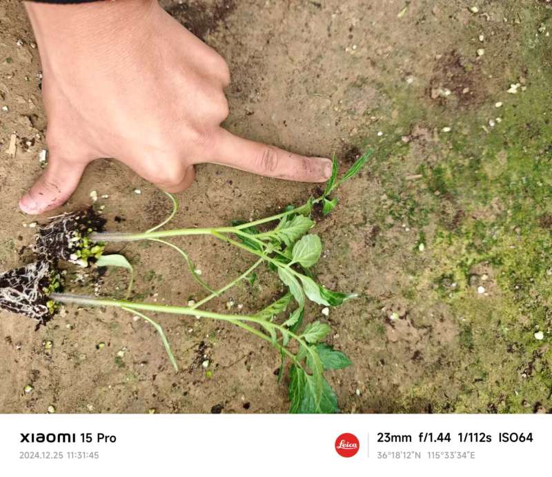 6号圣女果苗小番茄苗存活率高山东种苗基地直发