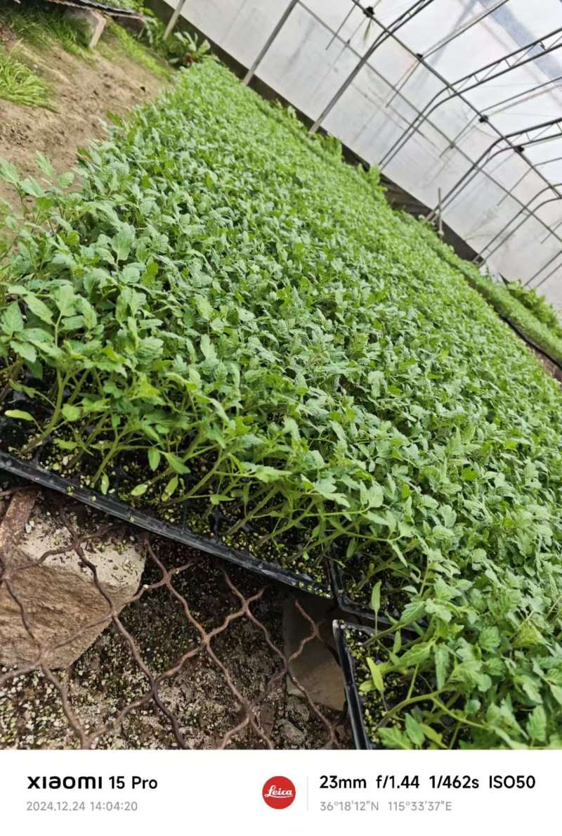 6号圣女果苗小番茄苗存活率高山东种苗基地直发