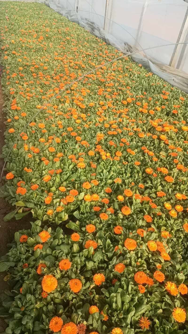 金盏菊