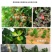 海藻鱼蛋白，生根壮苗，保花保果，改良土壤，提质增产