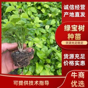 【精品】绿宝树苗可视频看货提供技术指导成活率高