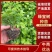 【精品】绿宝树苗可视频看货提供技术指导成活率高