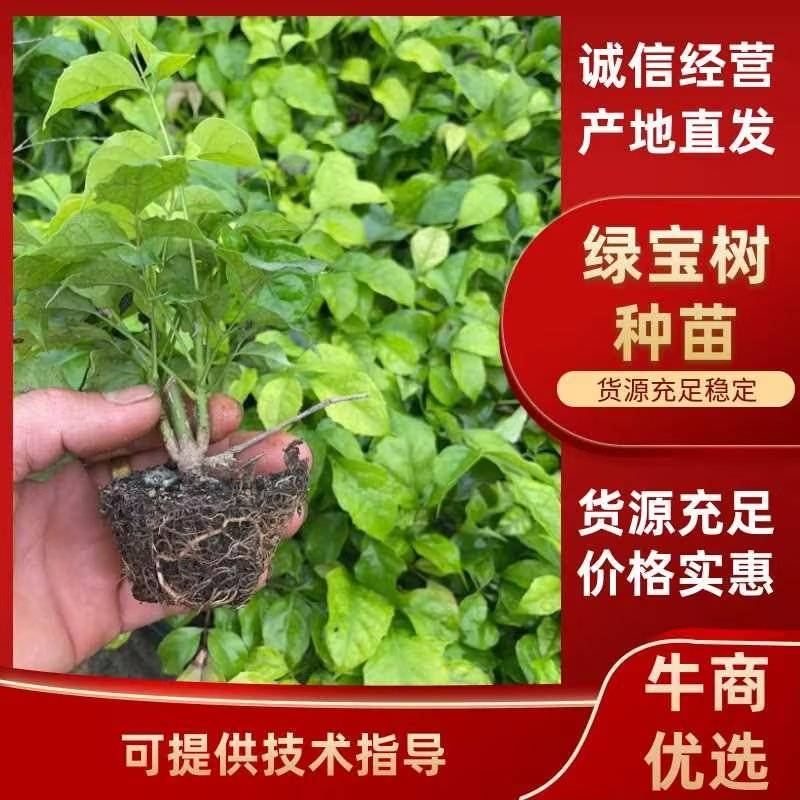 【精品】绿宝树苗可视频看货提供技术指导成活率高