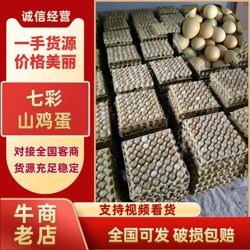 养殖户直发七彩山鸡蛋。常年有货，大量批发。
