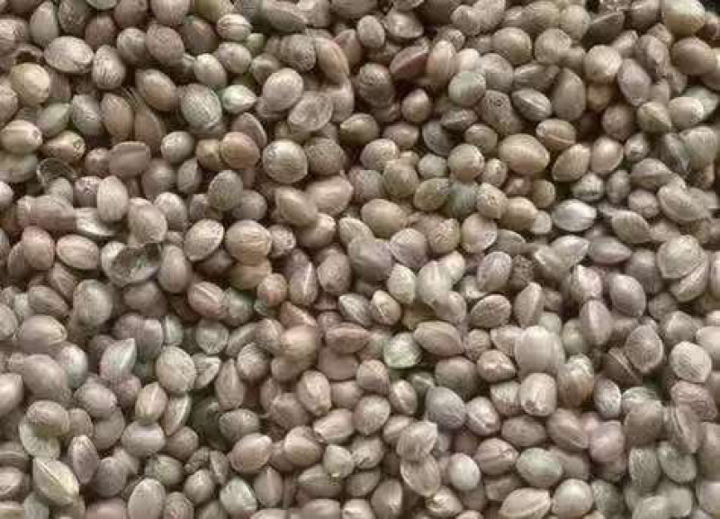 甘肃麻籽大量供应，产地一手货源，支持视频看货