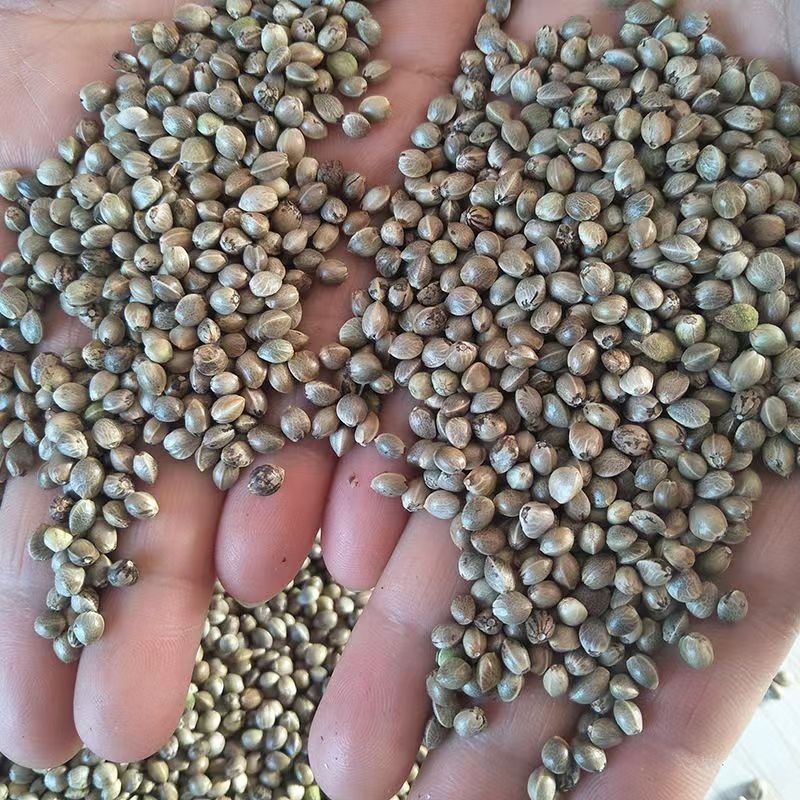 甘肃麻籽大量供应，产地一手货源，支持视频看货