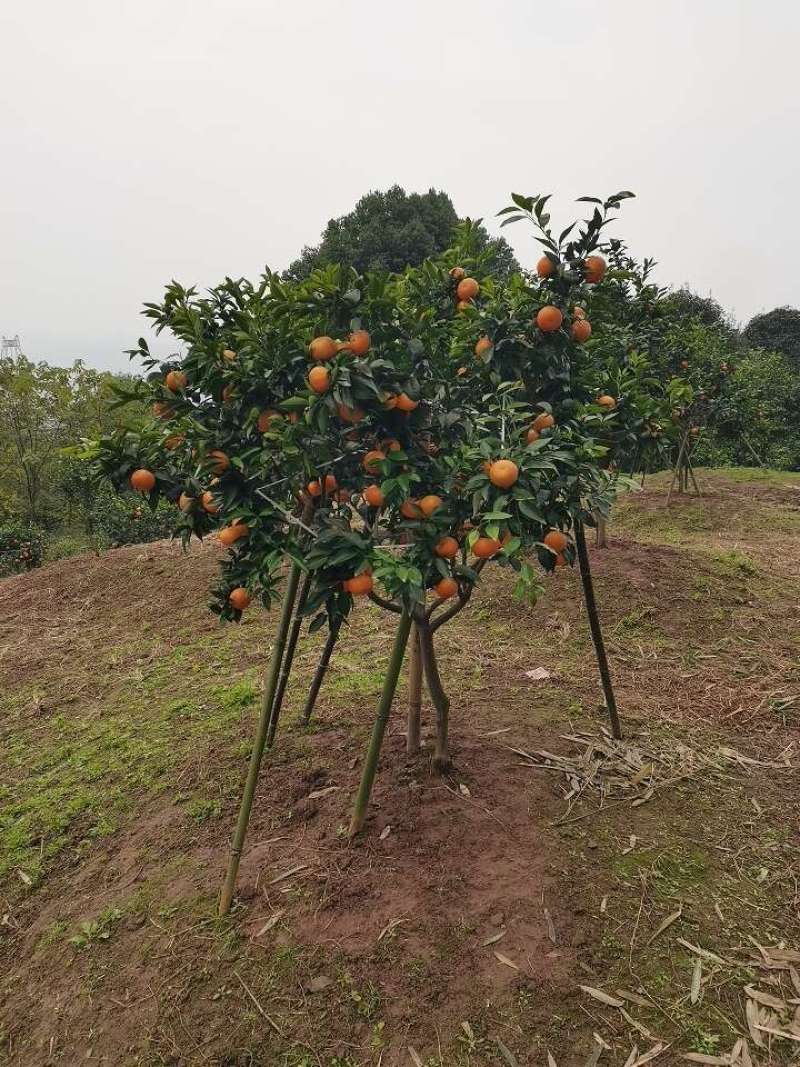 沃柑露天果又大又甜又红火现场看货包您满意