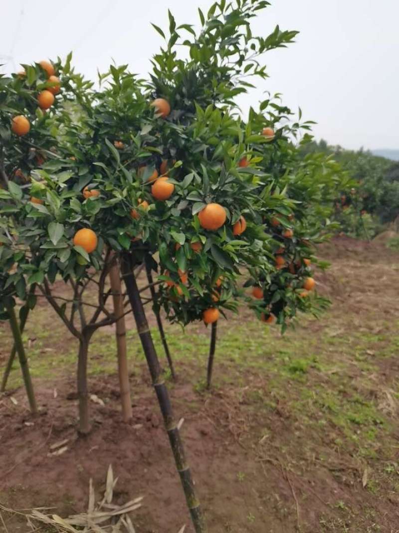 沃柑露天果又大又甜又红火现场看货包您满意