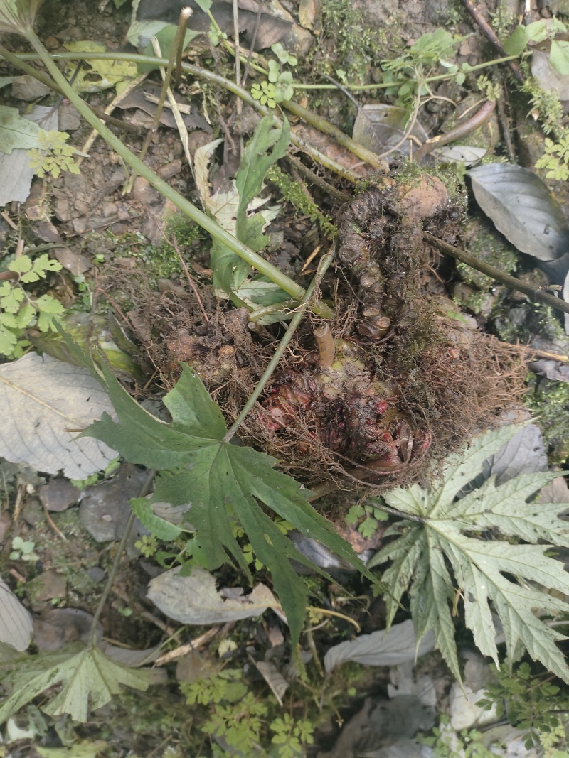 水八角莲地道四川野生水八角莲，一口血，鲜货