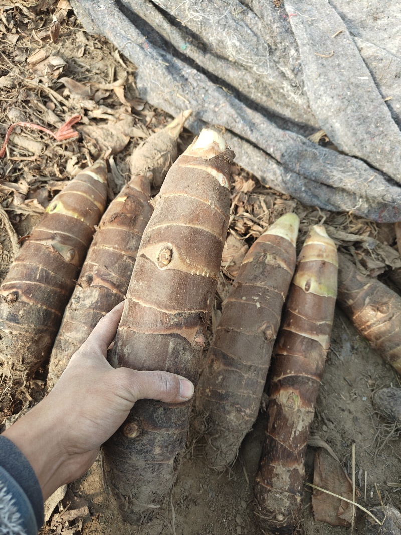高钙香芋货源充足，产地直供，品质保障！