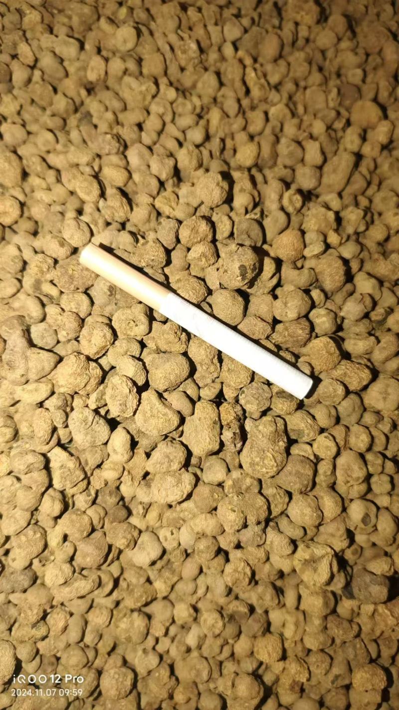 陕西汉中元胡个子元胡片常年现货供应醋治元胡